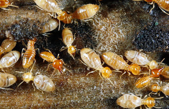 Termites